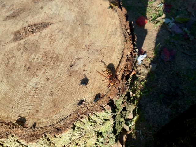 European hornet (Vespa crabro)