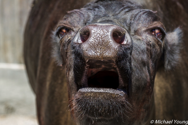 Dexter Cattle (Bos taurus)