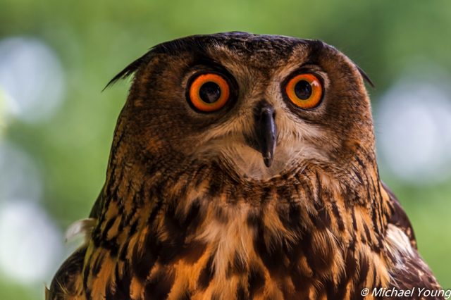 Eurasian Eagle-Owl (Bubo bubo)