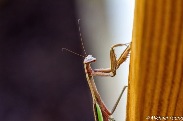 Praying Mantis (Mantodea)